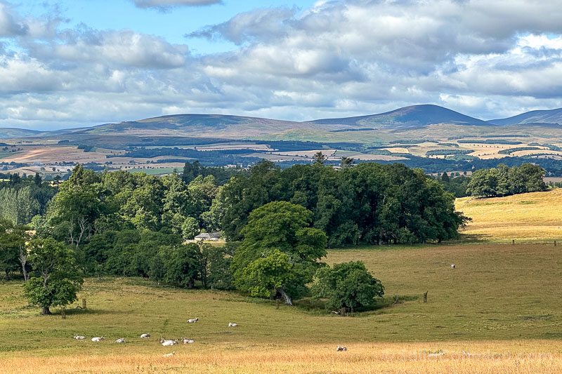 Cheviots Chillingham Cattle