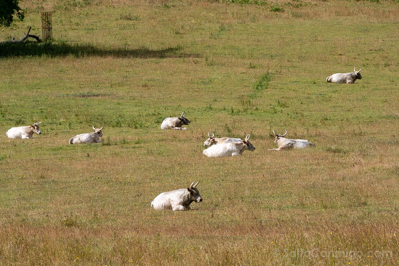 Chillingham cattle Vacas Qué ver en Northumberland